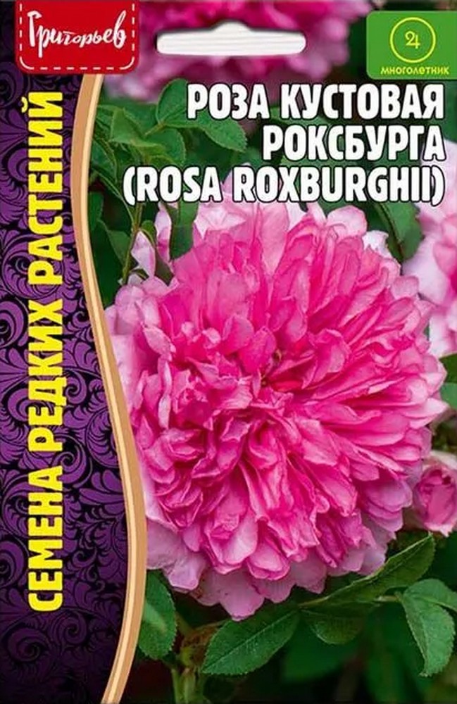 Роза кустовая Роксбурга, 10 шт.