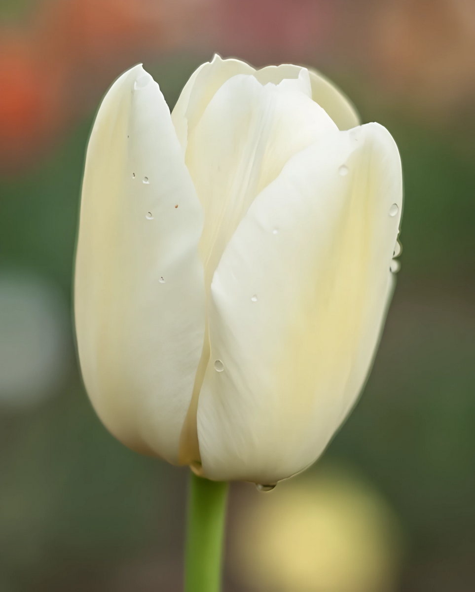 Тюльпан простой поздний Сити оф Ванкувер, 11/12, 1 шт.