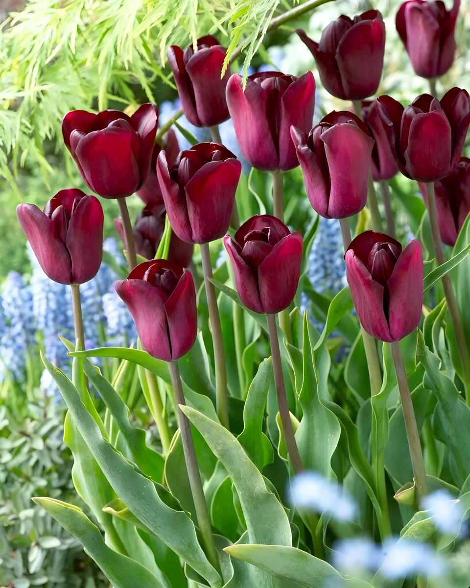 Тюльпан триумф Континентал, 11/12, 1 шт.