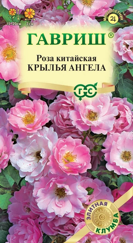 Роза китайская Крылья ангела, 5шт. Элитная клумба.