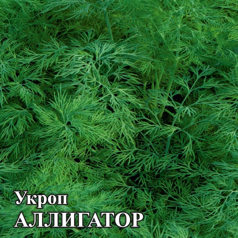 Укроп Аллигатор, 25 г. Фермерское подворье.