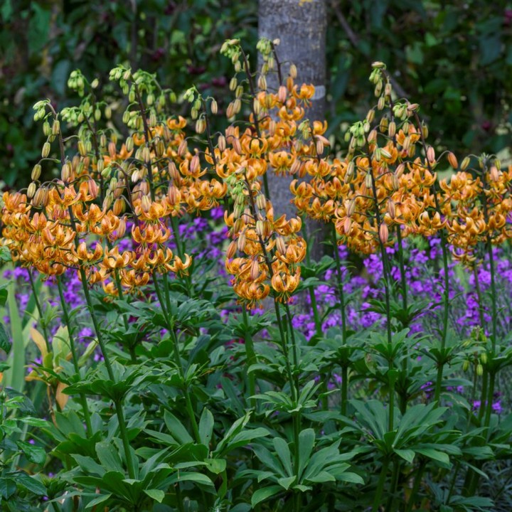 Лилия кудреватая Санни Морнинг, 10/12, 1 шт.