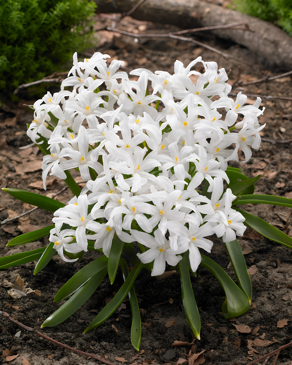 Хионодокса Гигантская Альба, 1 шт.