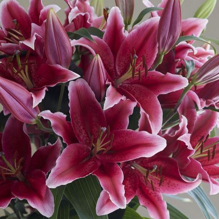 Лилия восточная Чартвелл, 12/14, 1 шт.