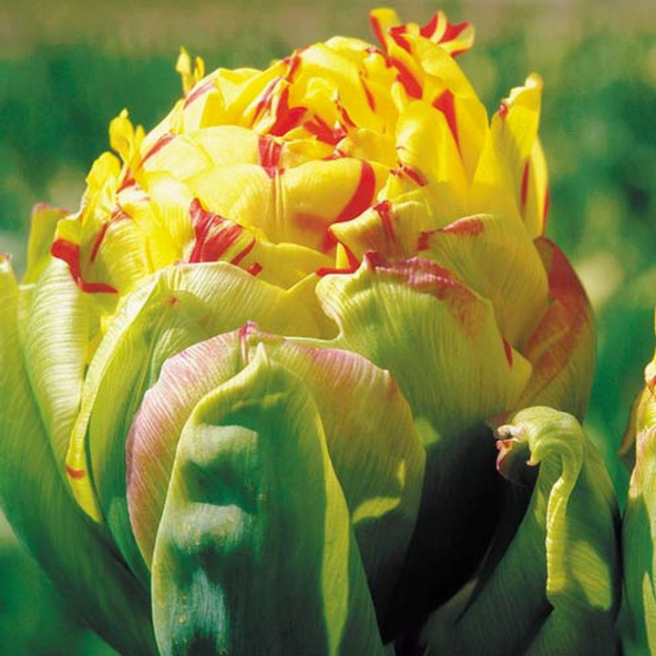 Тюльпан махровый поздний Фрейджюс, 12/+, 1 шт.