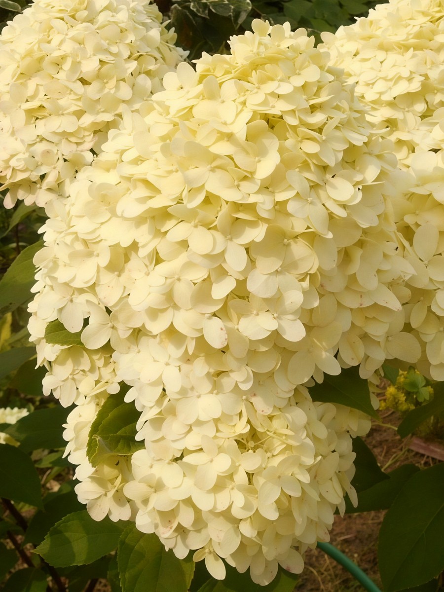 Гортензия метельчатая Коттон Крим