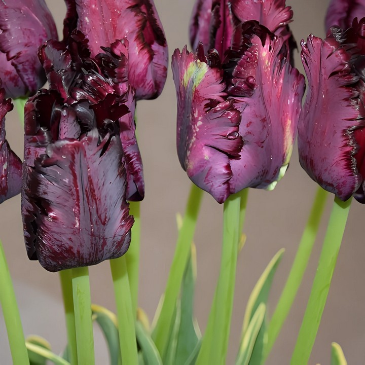 Тюльпан попугайный Фрозен Найт, 11/12, 1 шт.