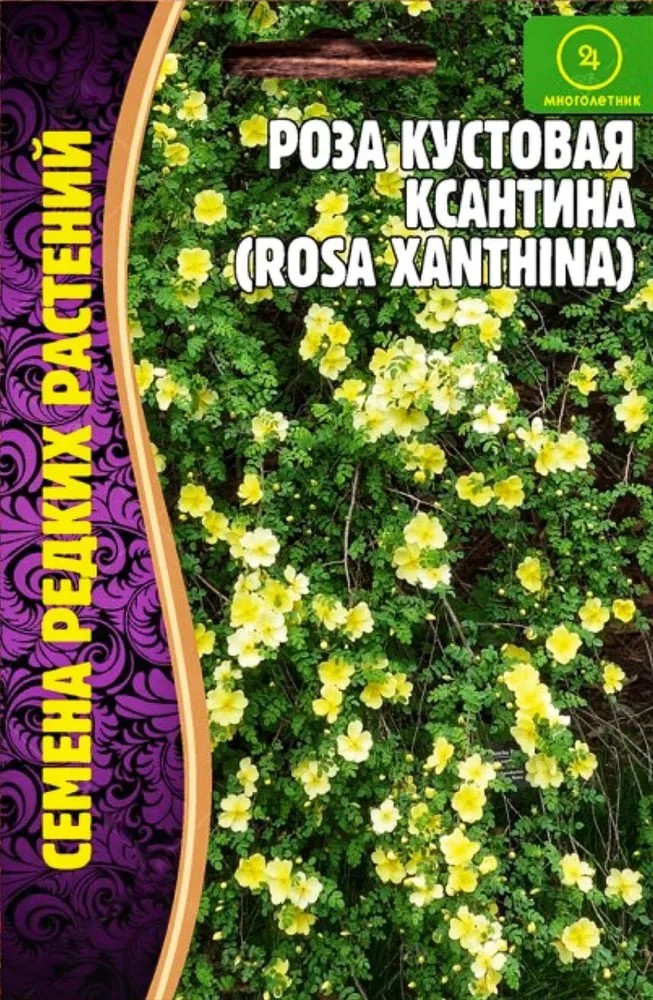 Роза кустовая Ксантина, 10 шт.