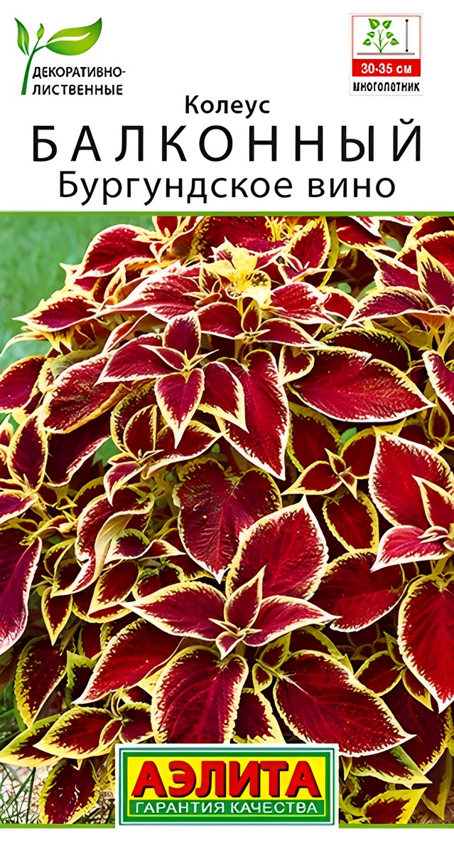 Колеус балконный Бургундское вино, 5 шт.