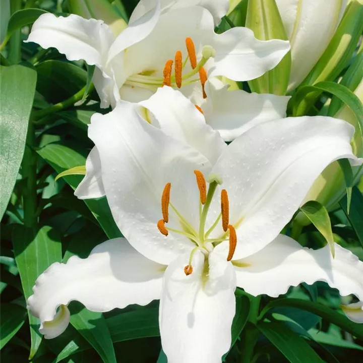 Лилия восточная Фулл Мун, 13/14, 1 шт.