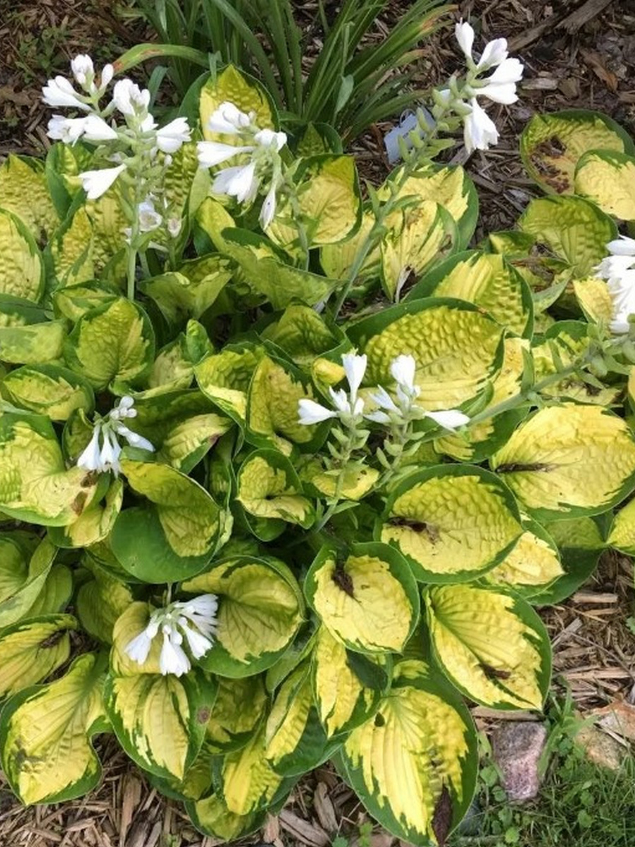 Хоста Рейнфорест Санрайз, 1 шт.