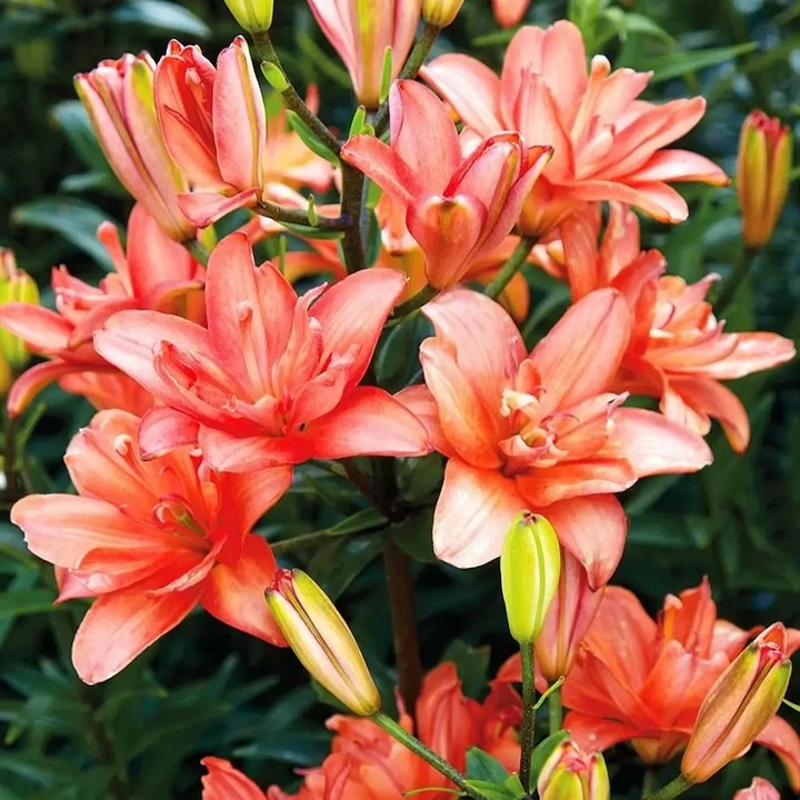 Лилия азиатская махровая Кеб Латте, 12/14, 1 шт.