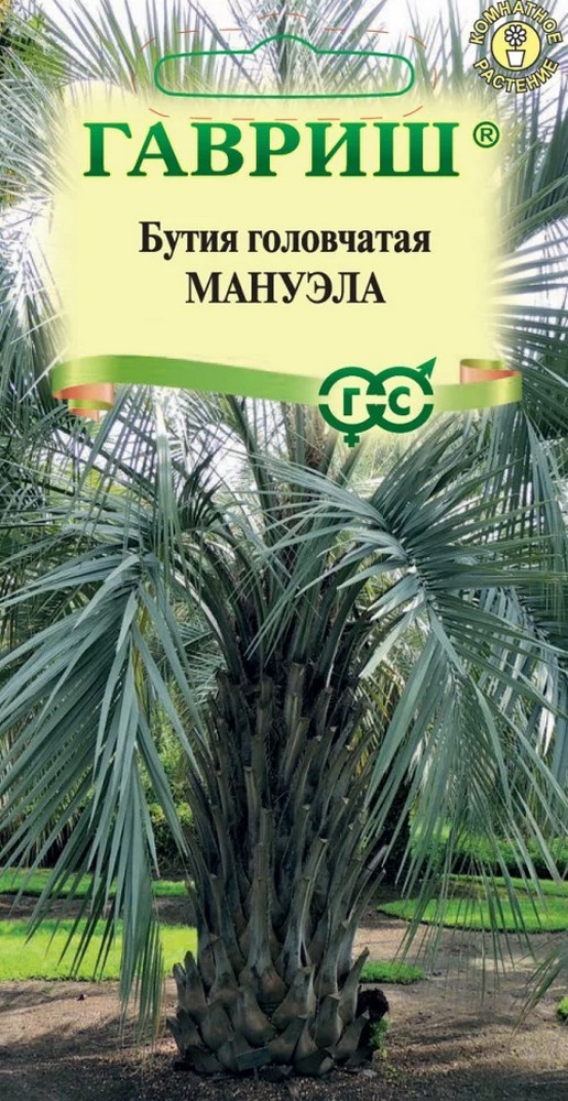 Бутия головчатая Мануэла, 3 шт.