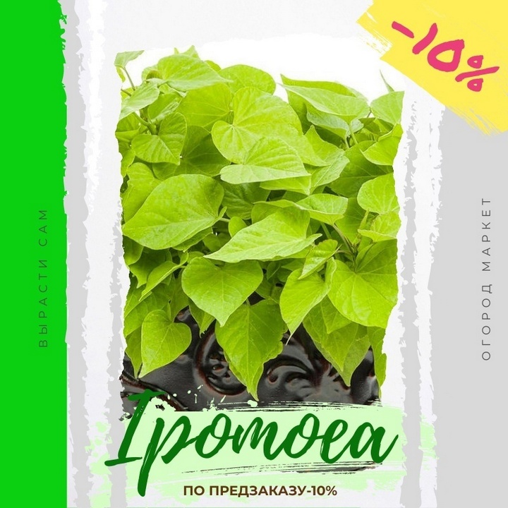 Принимаем заказы на укорененные евро-черенки и сеянцы на 2025 г.