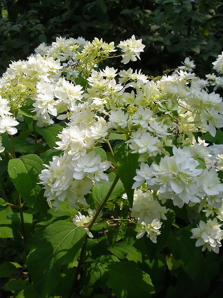 Гортензия древовидная Хайес Старберст