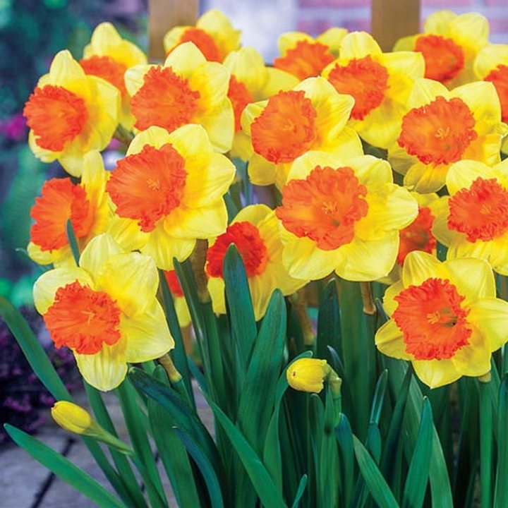 Нарцисс крупноцветковый гофрированный Корал Краун, 12/14, 1 шт.