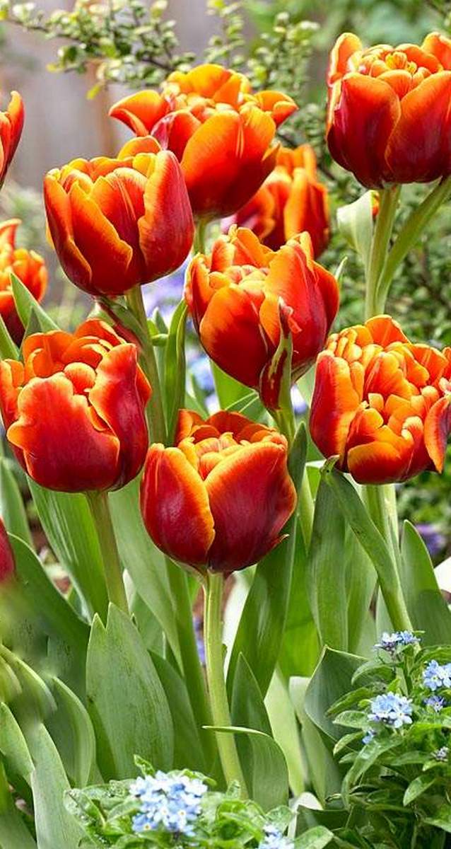 Тюльпан махровый поздний Пеббл, 11/12, 1 шт.