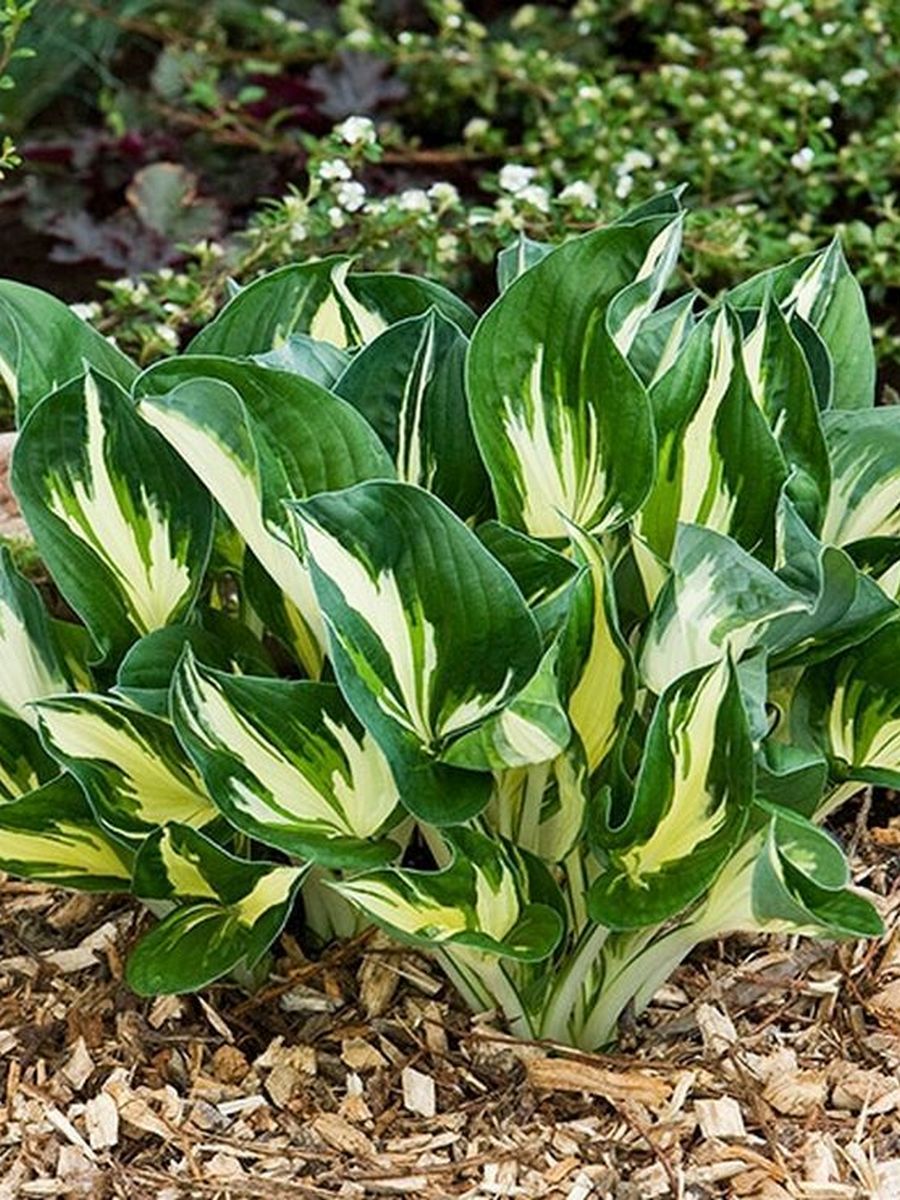 Хоста Стинг, 1 шт.