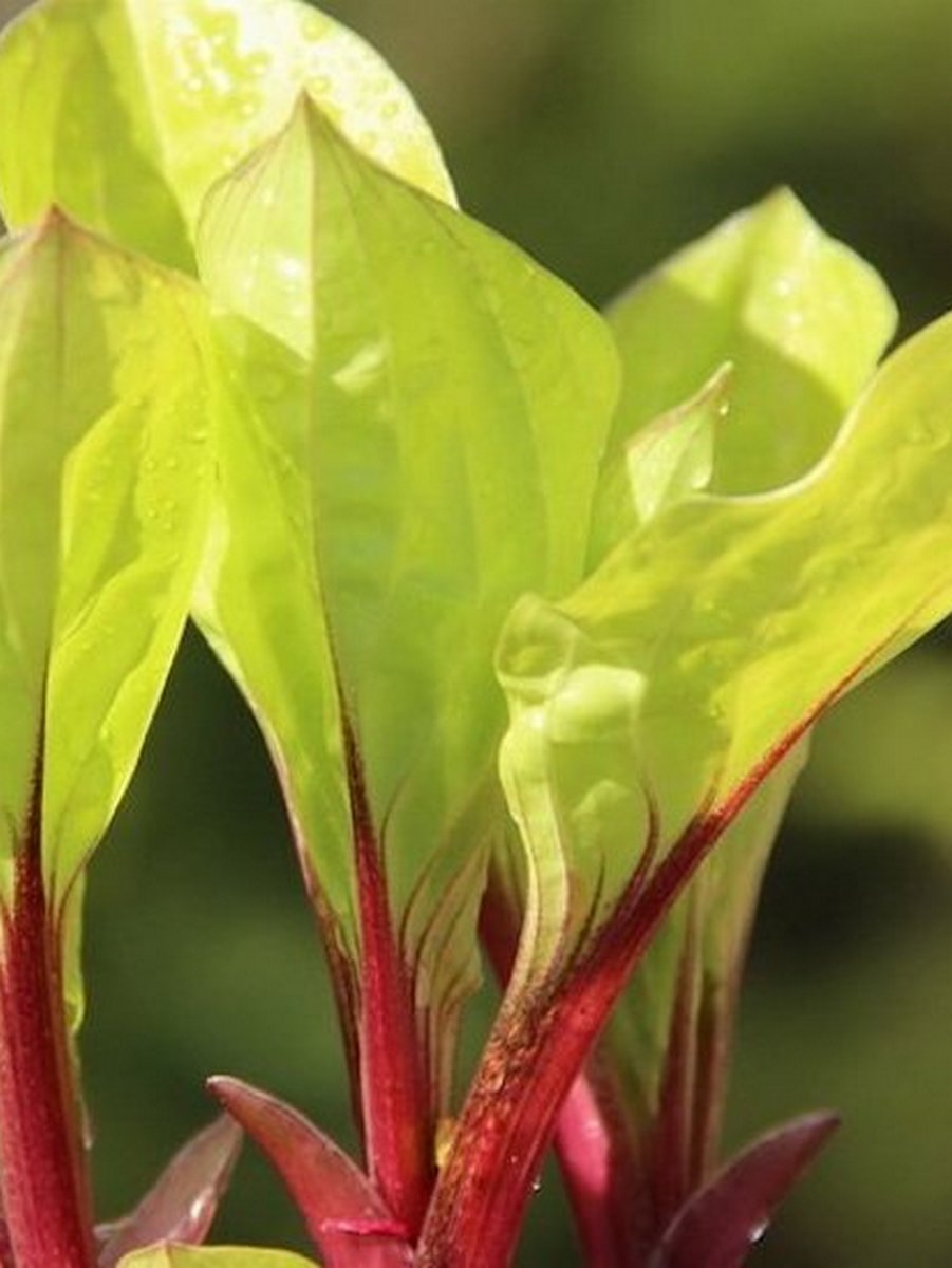 Хоста Лемон Снэп, 1 шт.