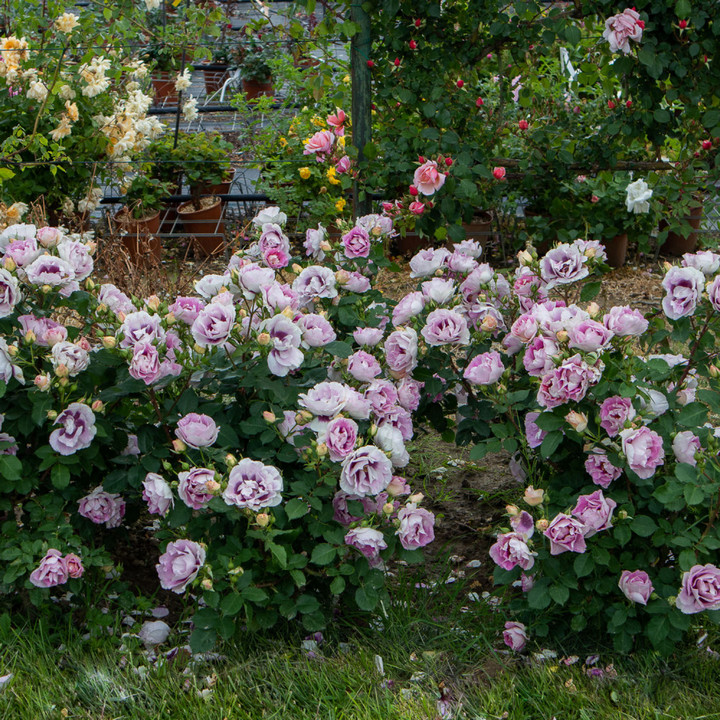 Роза флорибунда Айс фо Ю/ЦКор