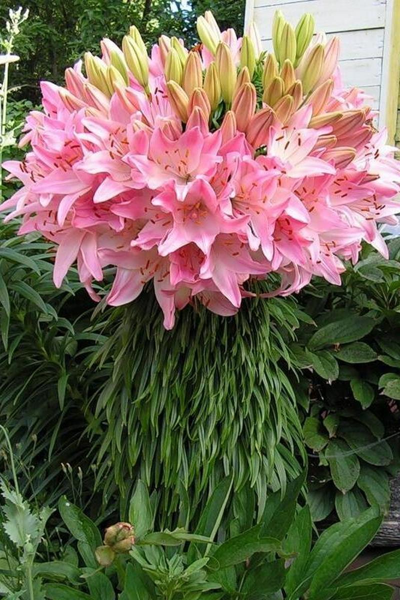 Лилия азиатская Марлен 16/18, для выгонки, 1 шт.