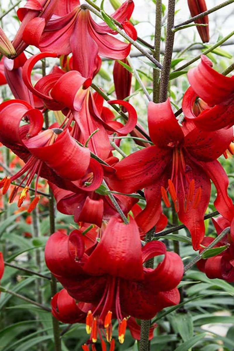 Лилия Рэд Флейвоур, 12/14, 1 шт.