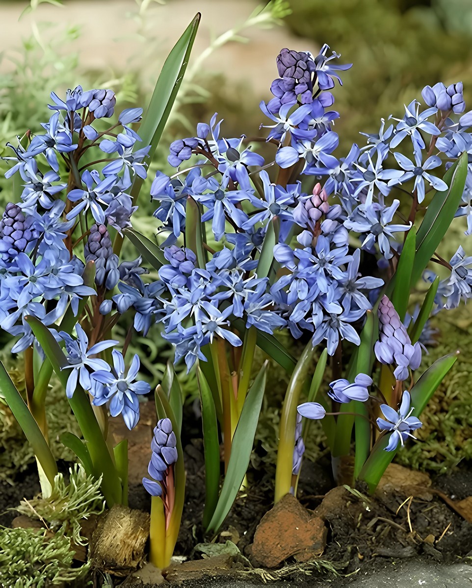 Сцилла Двулистная, 5/+, 1 шт.