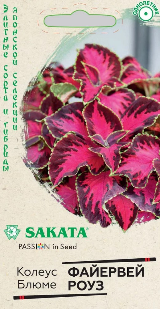 Колеус Файервей Роуз, 5 шт. Саката.