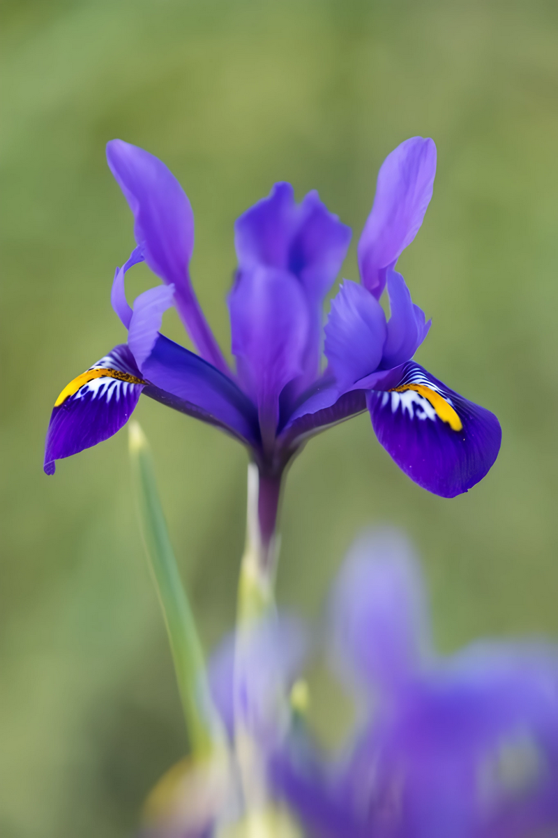 Ирис сетчатый Пикси, 6/+, 1 шт.