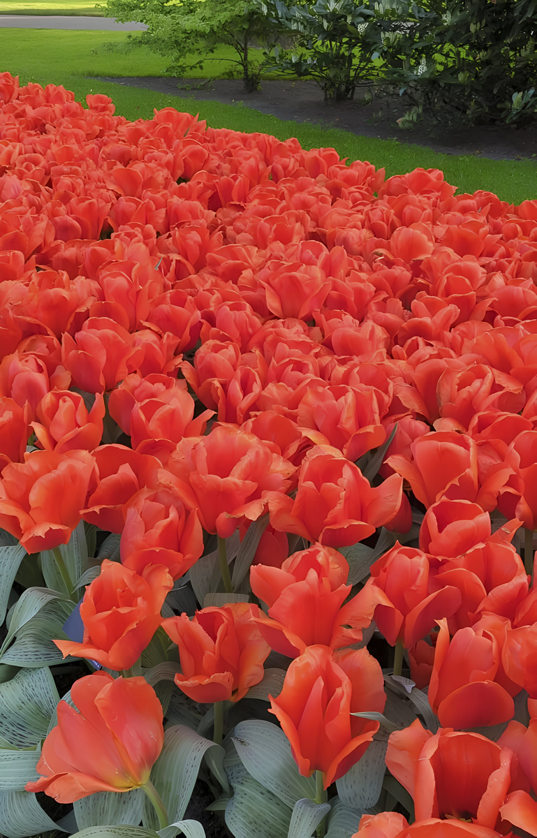 Тюльпан грейга Джиант Оранж Санрайз, 1 шт.