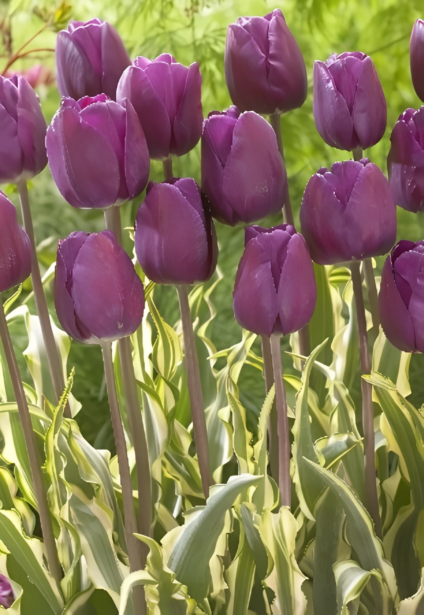 Тюльпан триумф Мадху, 11/12, 1 шт.