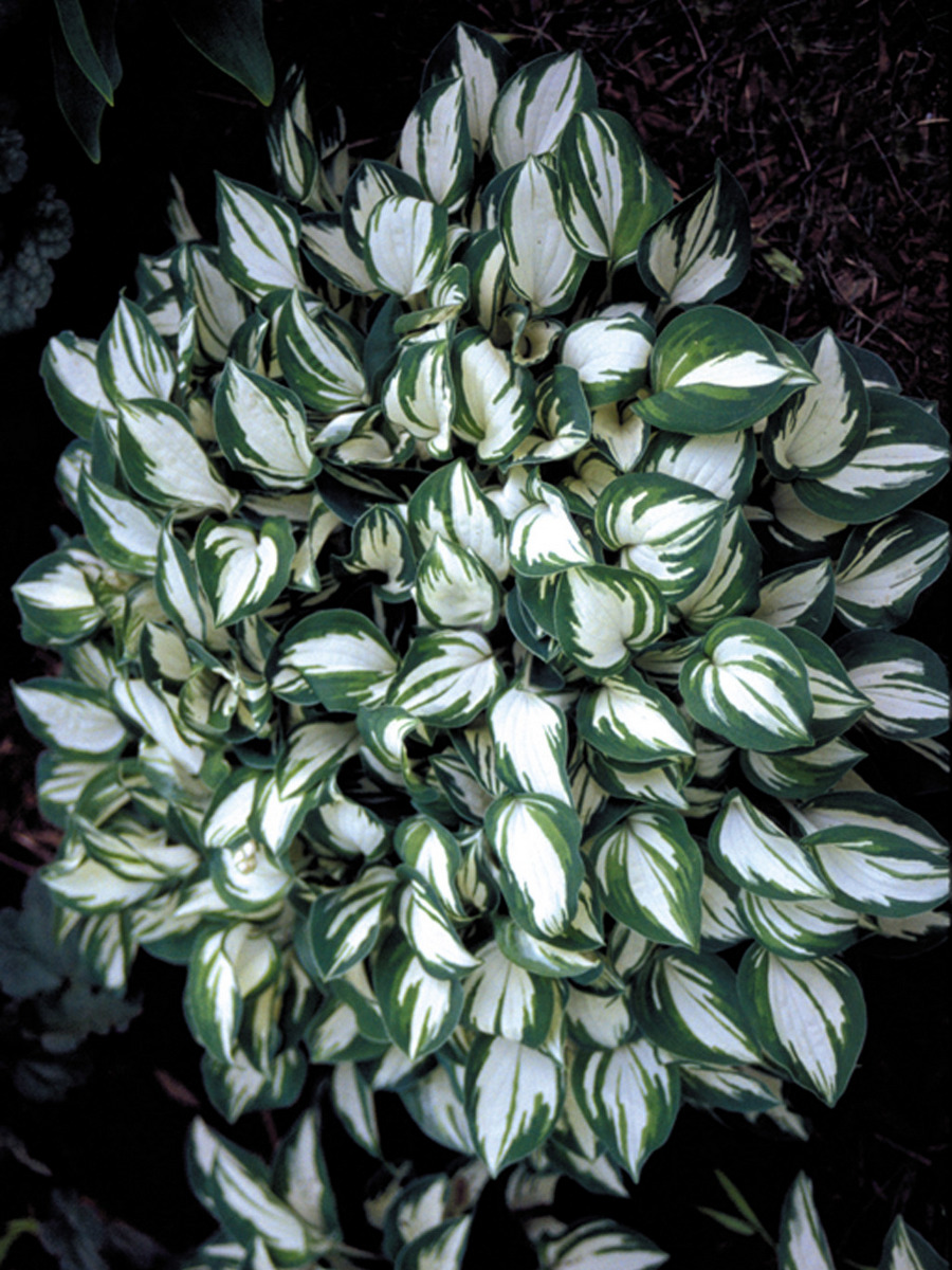 Хоста Пандорас Бокс, 1 шт.