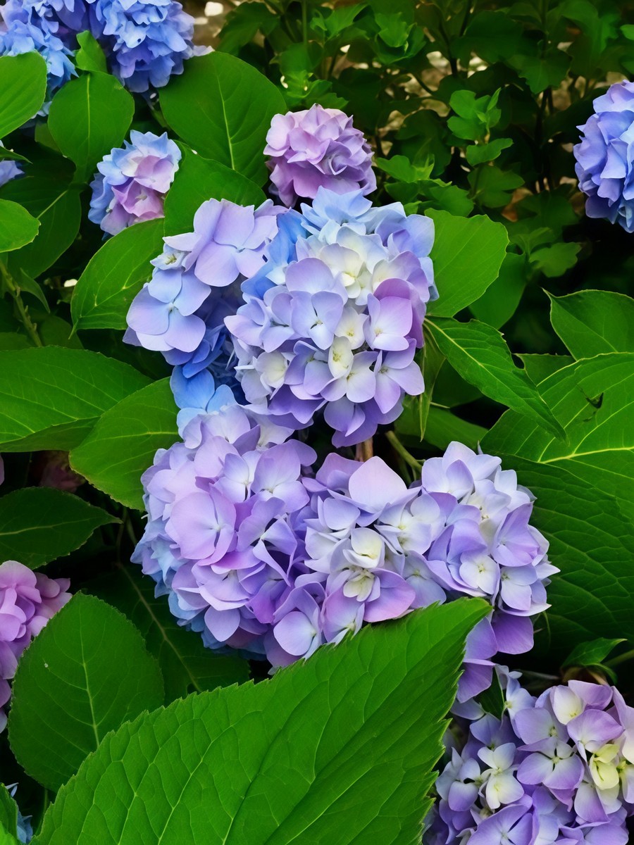 Гортензия крупнолистовая Лавбла/ЦКор