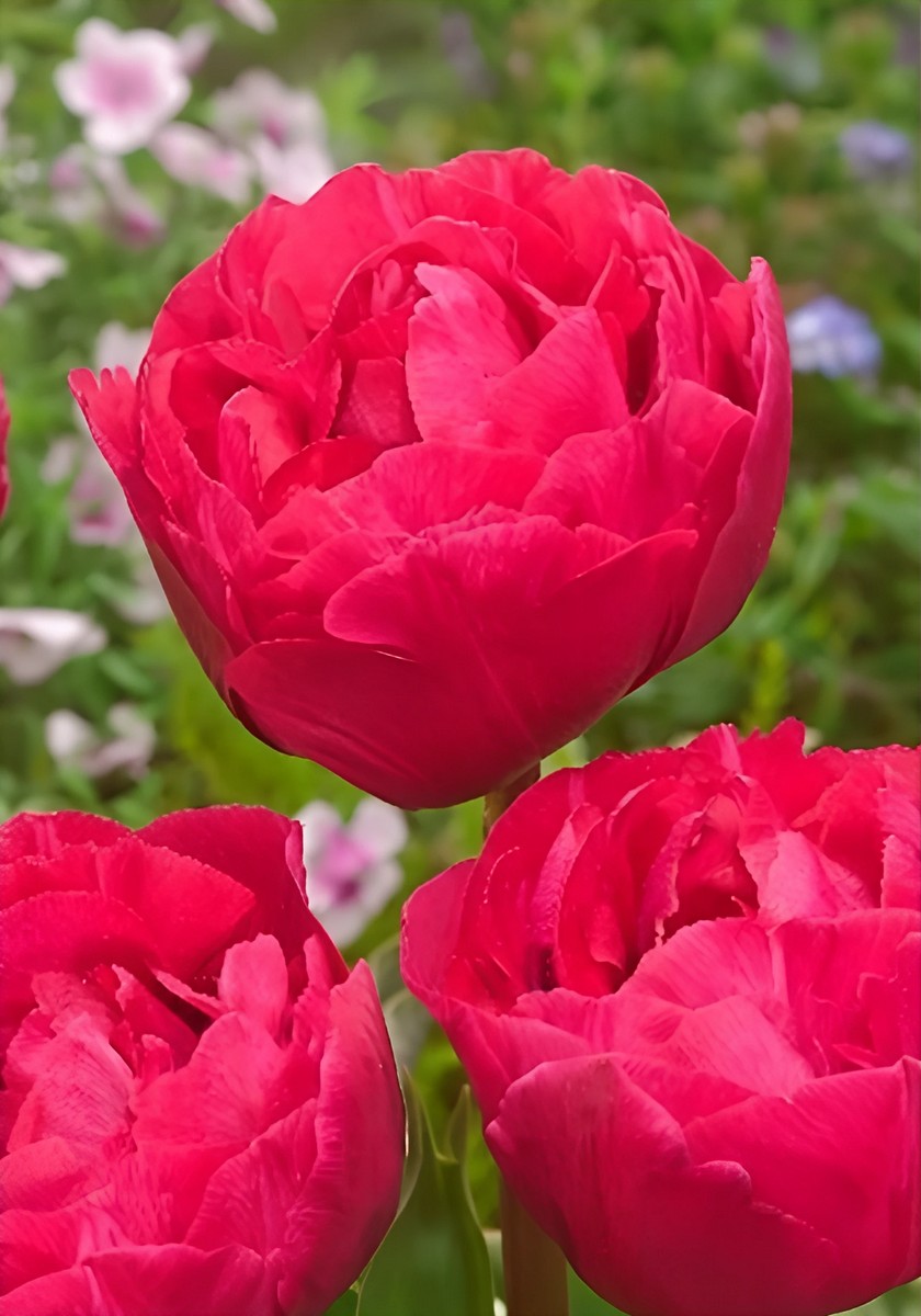 Тюльпан махровый поздний Липстик Глоу, 11/12, 1 шт.