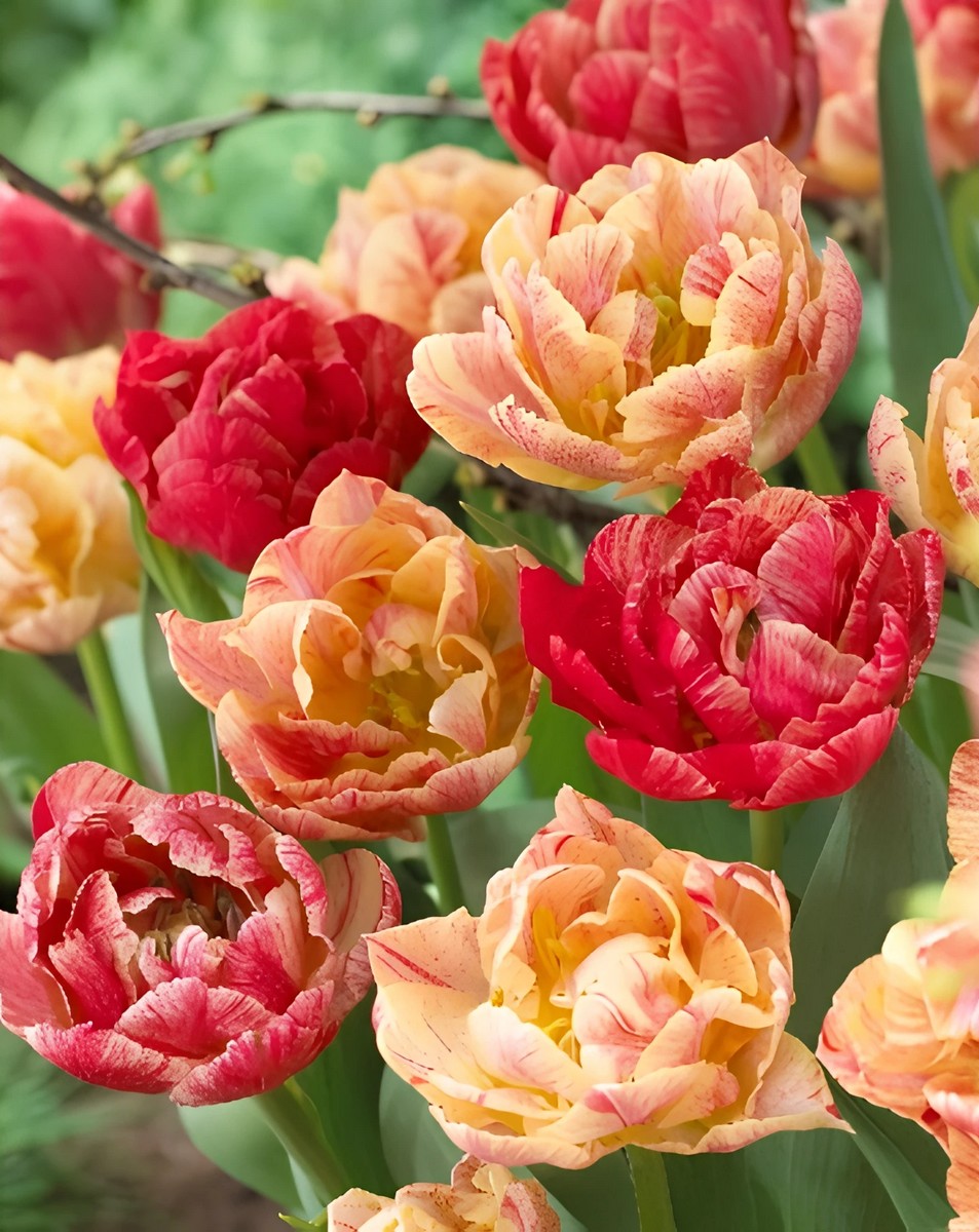 Тюльпан махровый хамелеон 17-Й Век, 11/12, 1 шт.