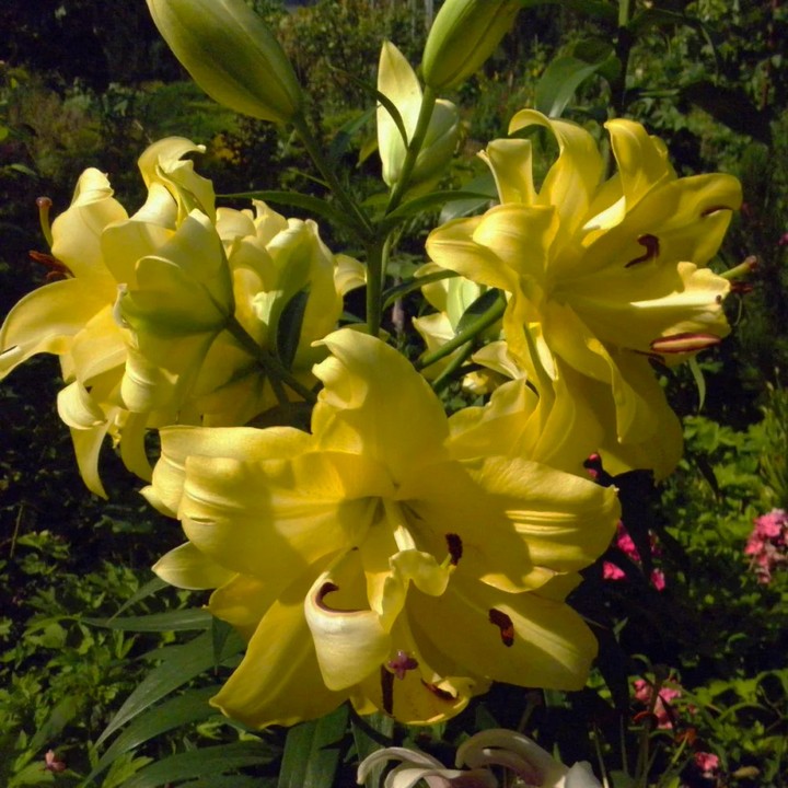 Лилия ОТ-гибрид махровая Экзотик Сан, 16/18, 1 шт.