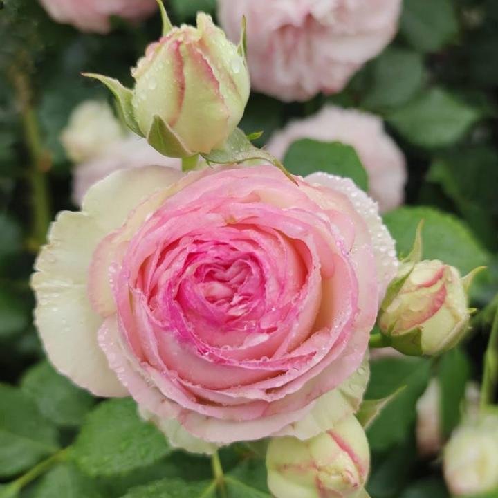 Роза плетистая Пьер де Ронсар/ЦКор