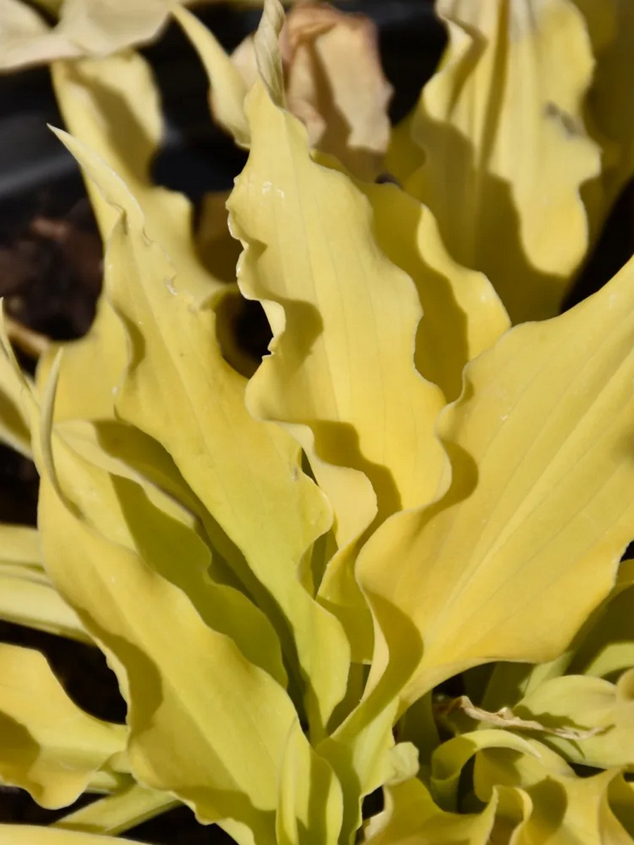 Хоста Вигглз Энд Сквигглз, 1 шт.