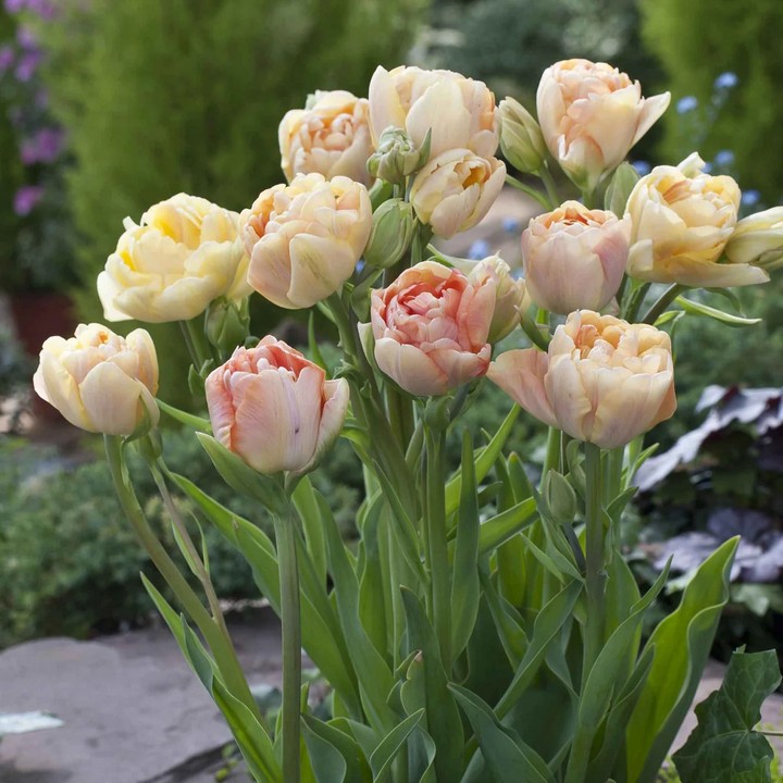 Тюльпан махровый поздний Шарминг Бьюти, 1 шт.