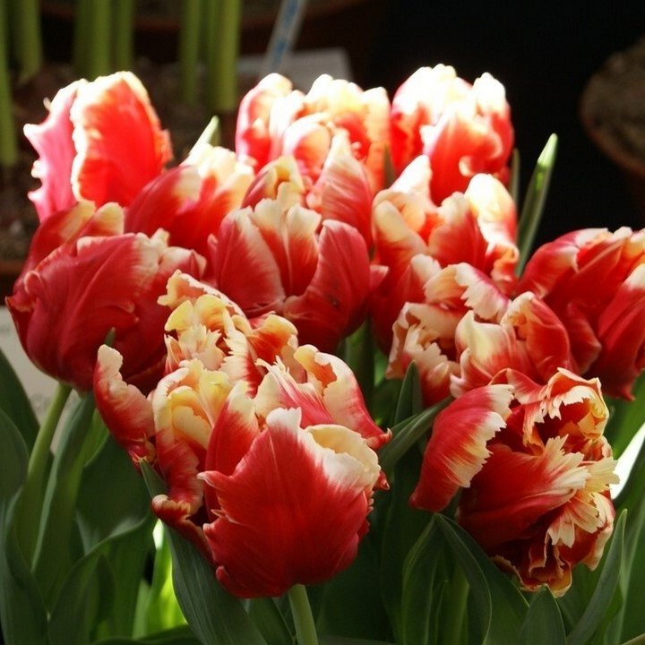 Тюльпан попугайный Диджей Пэррот, 11/12, 1 шт.