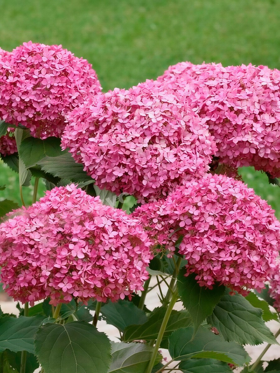 Гортензия древовидная Мэджикал Пинкербелл