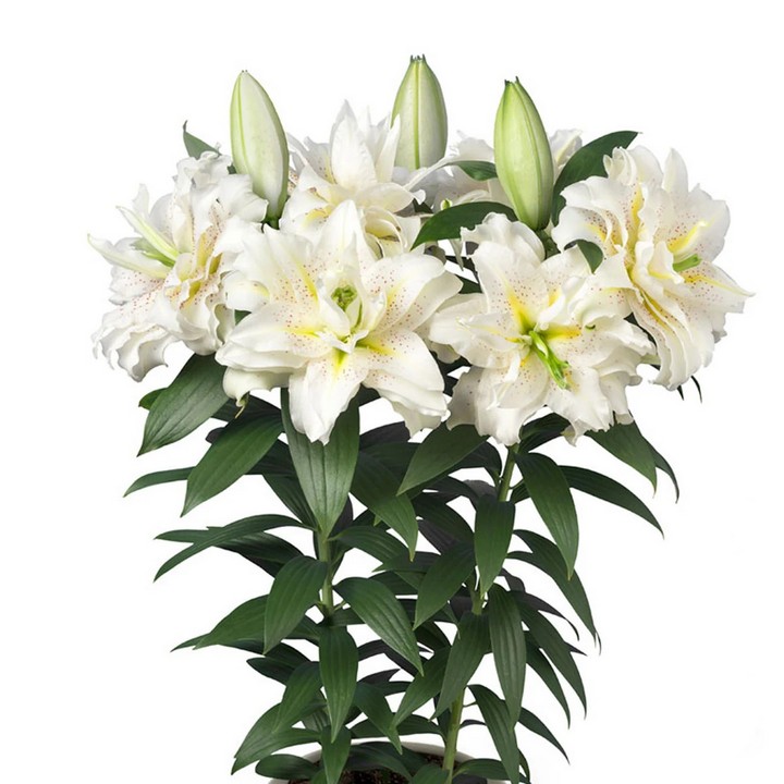 Лилия восточная махровая Roselily Зита, 1 шт.