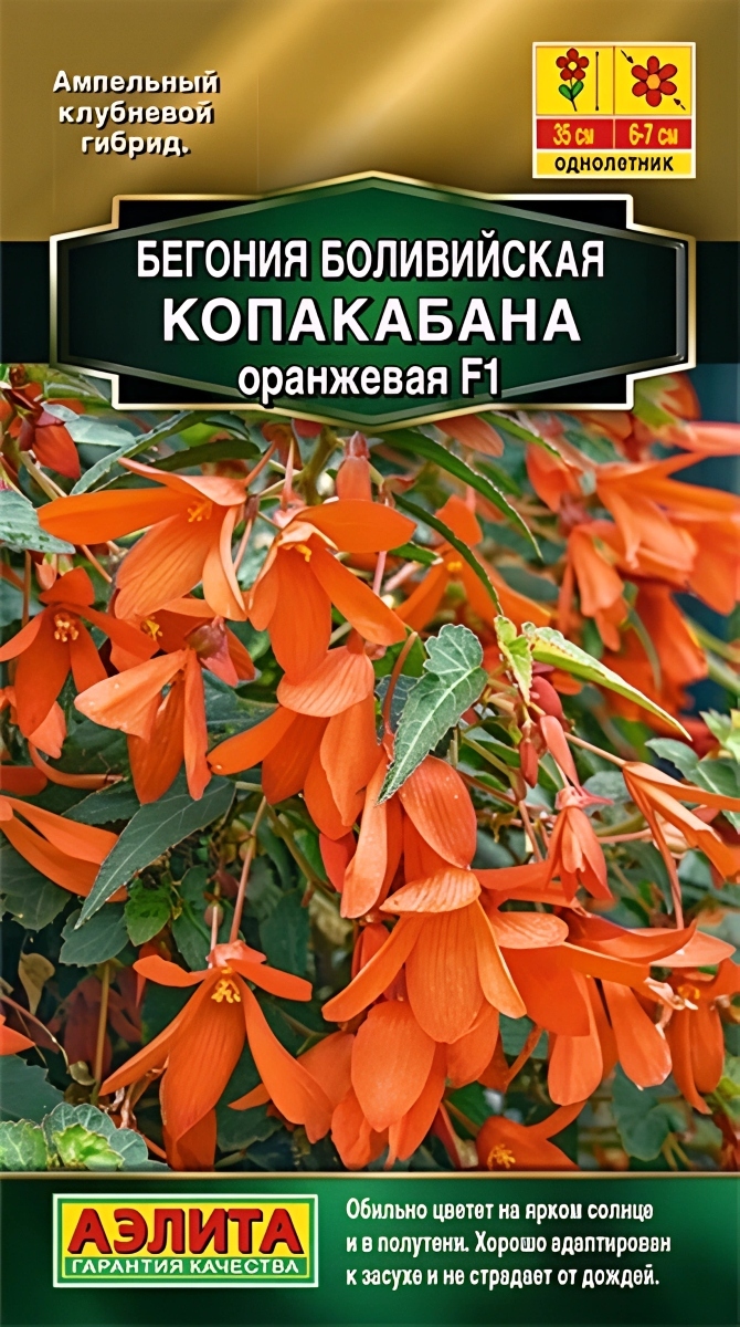 Бегония боливийская Копакабана F1, оранжевая, 5 шт.