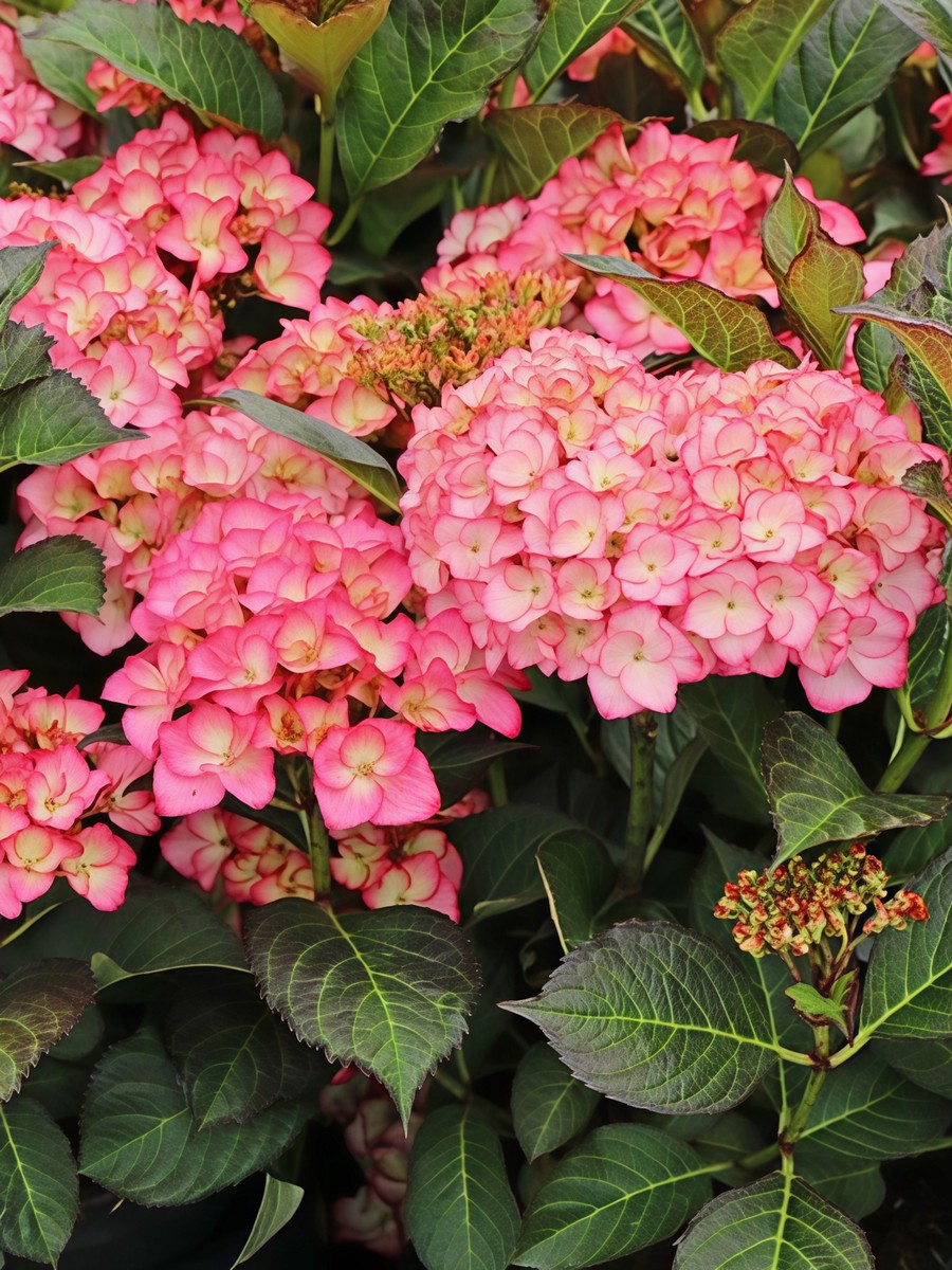 Гортензия крупнолистовая Графиня Косел/ЦКор