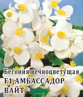 Бегония вечноцветущая Амбассадор Вайт F1, 4 шт. Элитная клумба. 