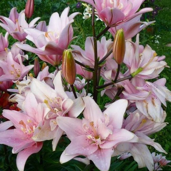 Лилия азиатская махровая Элоди, 12/14, 1 шт.