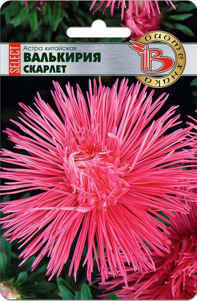 Астра китайская Валькирия селект Скарлет, 30 шт. Биотехника