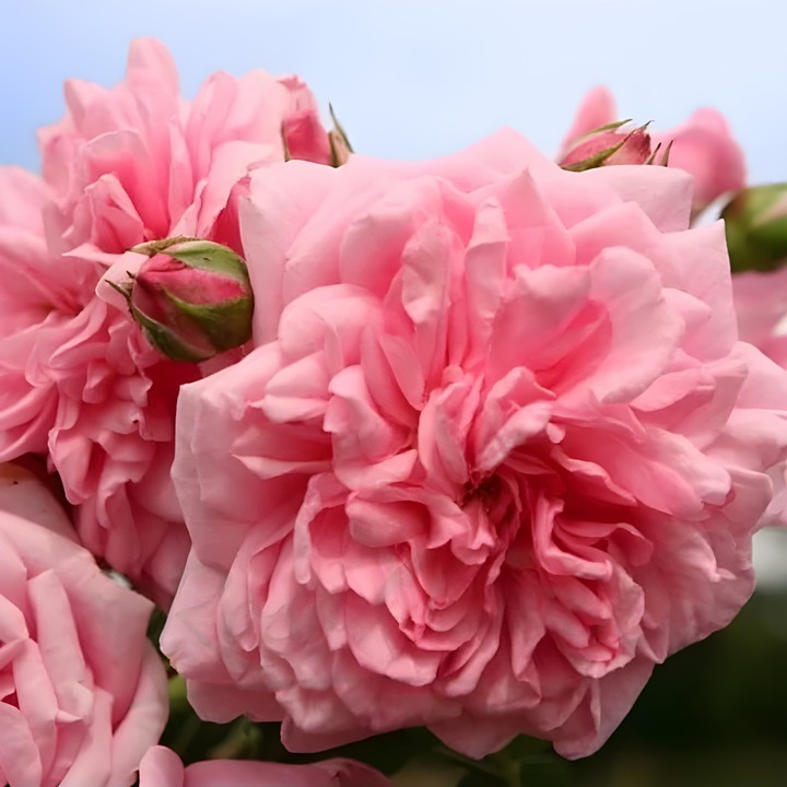 Роза Кордес плетистая Свит Лагуна/ЦКорЛюкс