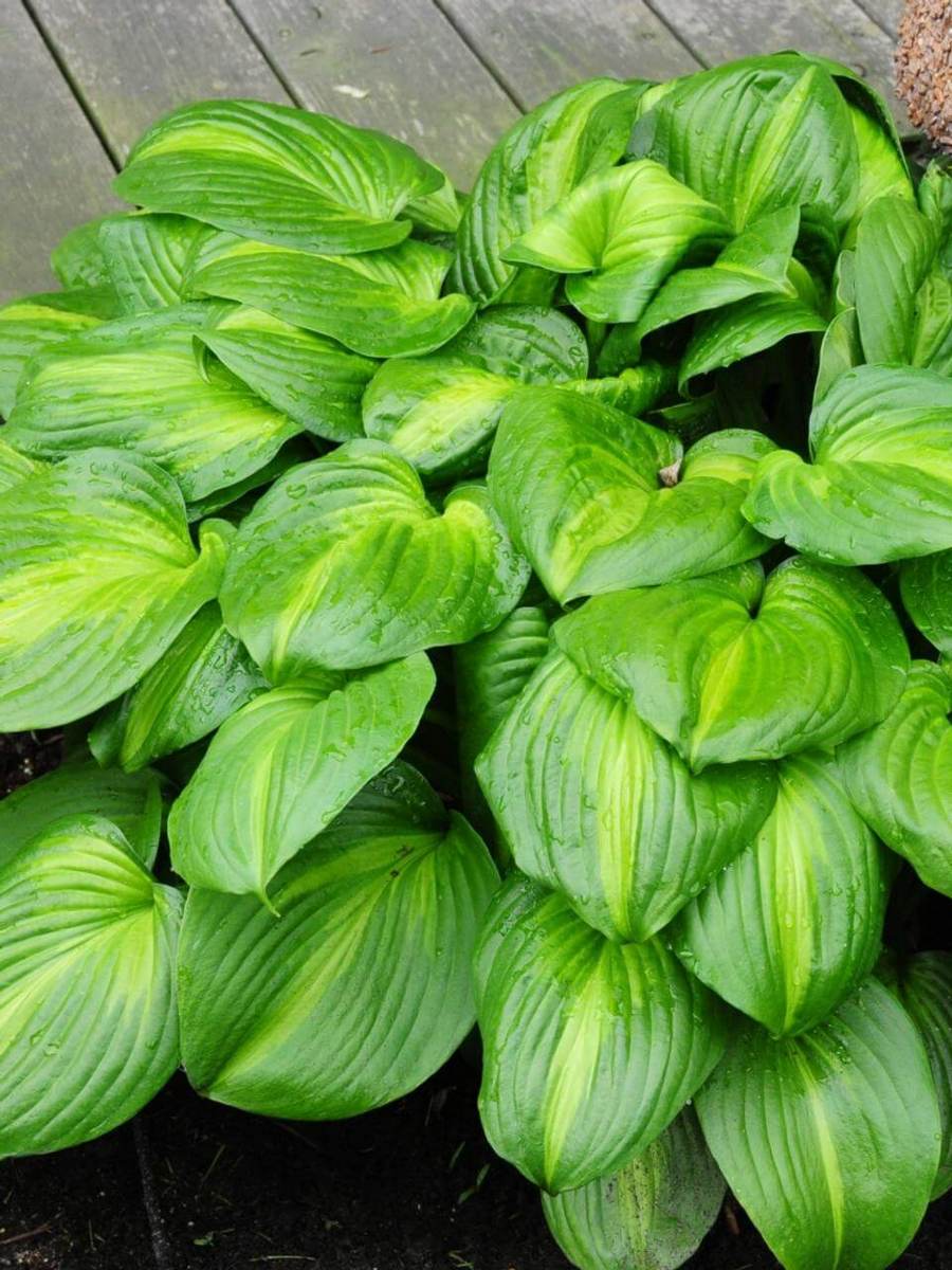 Хоста Авокадо, 1 шт.