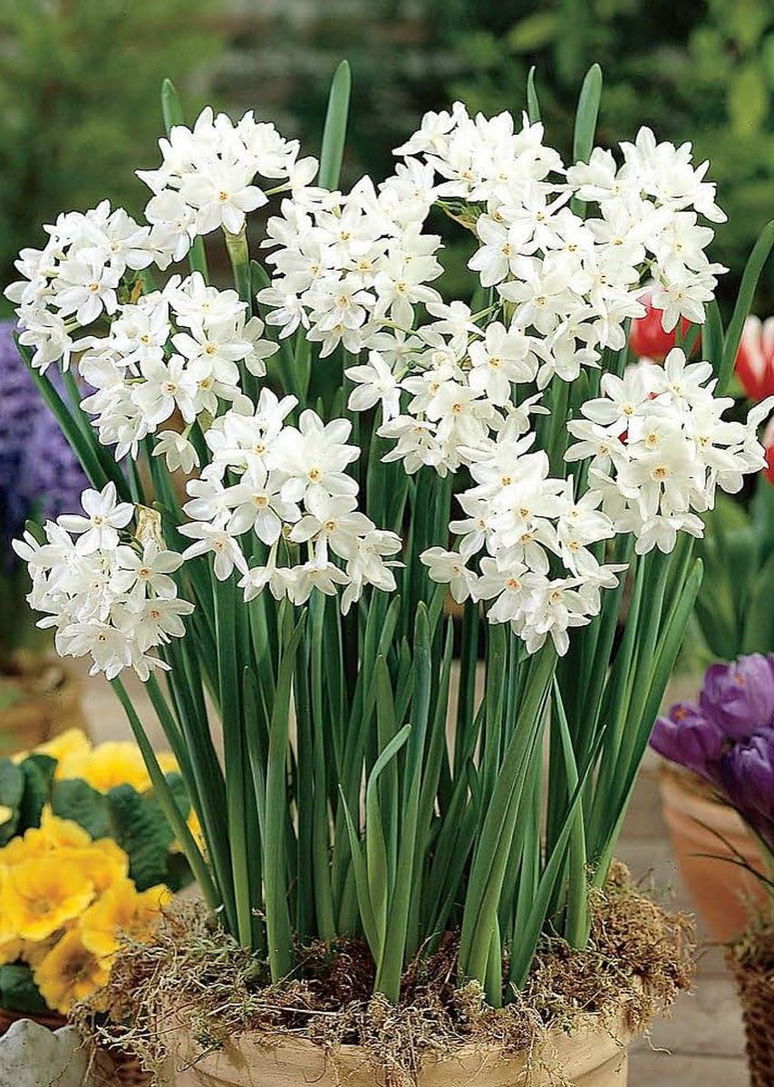 Нарцисс танацета многоцветковый Паперуайт, 12/14, 1 шт.